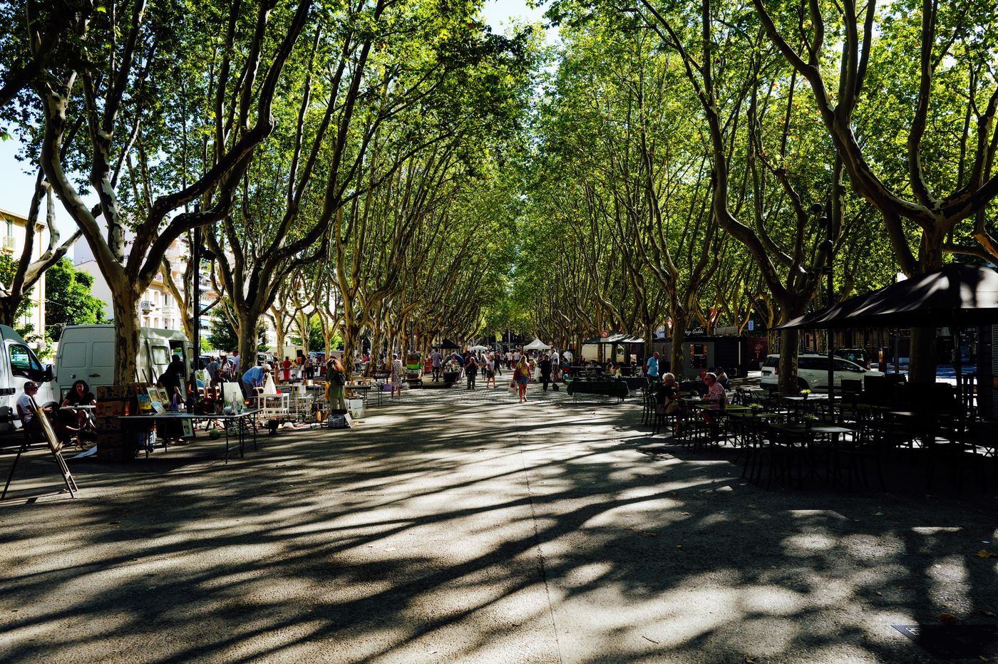 Allée de platanes et ombres sur la chaussée (photo d’illustration)